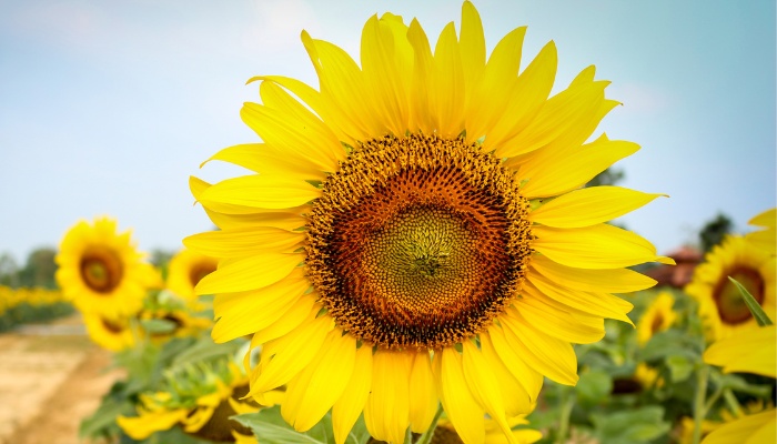 A large sunflower blossom with many others in the background.