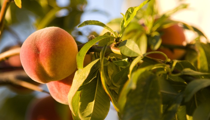 Several peaches growing on a healthy branch in a home garden.