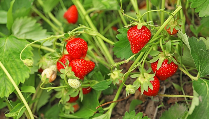 Ripe strawberries waiting to be picked from the plant.