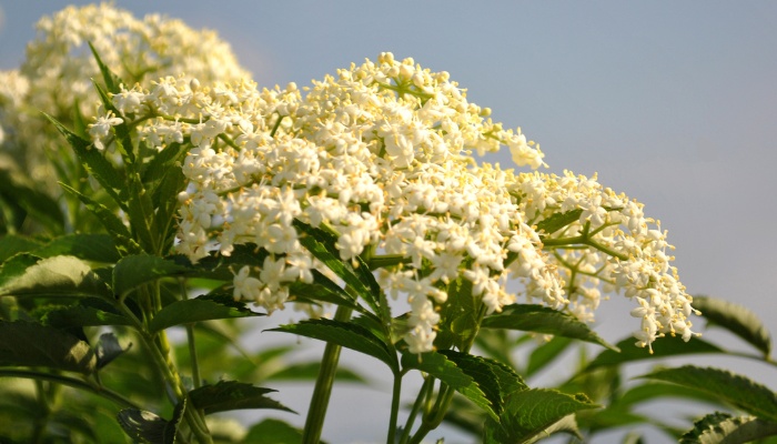 A close look at the blossoms of the poisonous water hemlock plant.