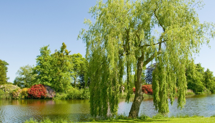 A weeping willow tree growing on the bank of a small pond.