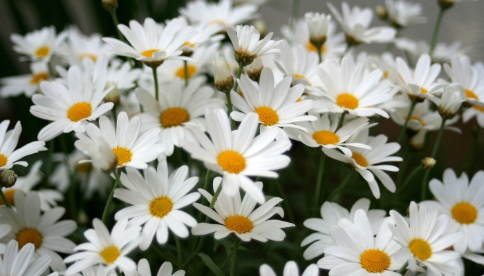 A profusion of white daisies in full bloom.