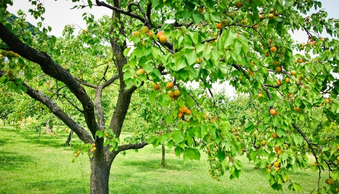 Mature apricot trees loaded with ripening fruit.