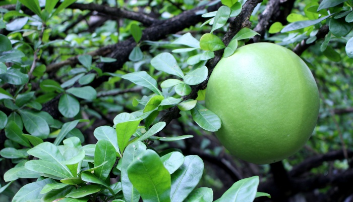 A large fruit growing on a black calabash tree.