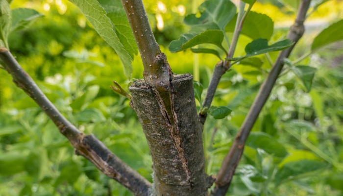A successful cleft graft on an apple tree.