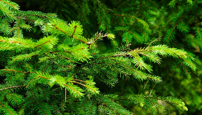 A close look at the branches of a mature fir tree.