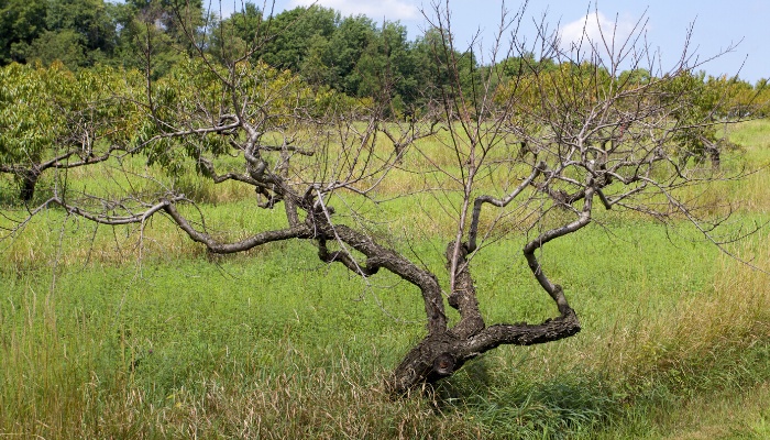 A mature peach tree standing dead in the field.