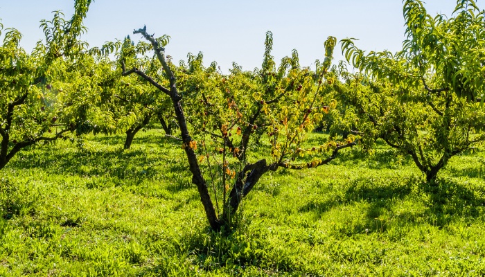 A dying peach tree surrounded by healthy ones in an orchard.