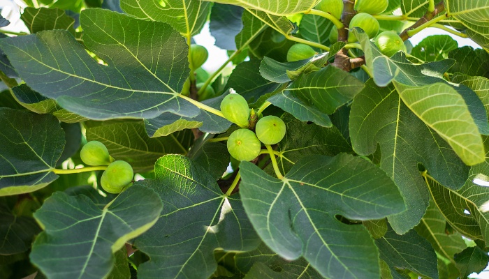 A fig tree with large leaves and multiple green, unripe figs.