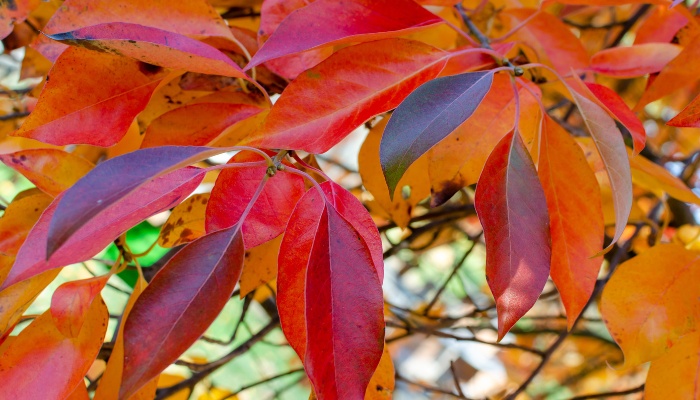 The autumn colors of a mature black gum tree.