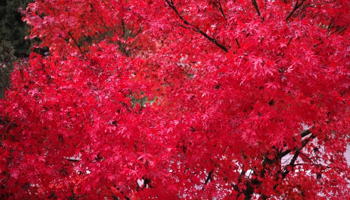 The stunning foliage of a red maple close up.