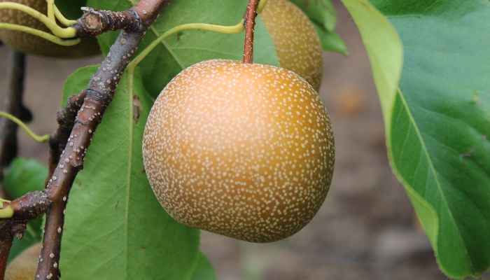A close look at a perfect Asian pear on the tree.