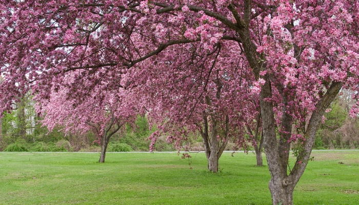 Several large crabapple trees loaded with pink blooms.
