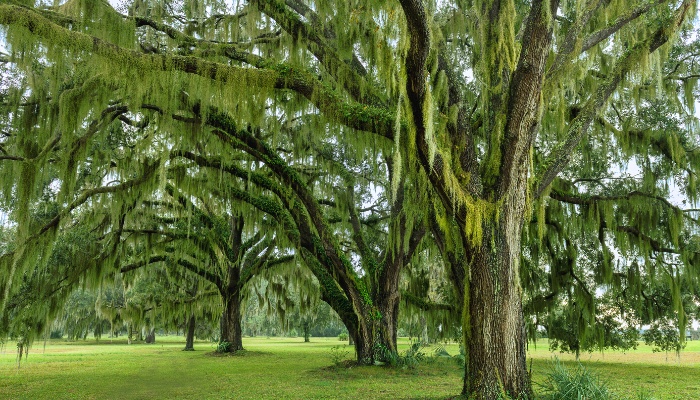Several Southern live oak trees with Spanish moss draping the branches in spring.
