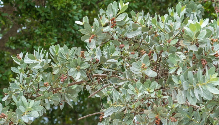 The foliage of a silver buttonwood up close.