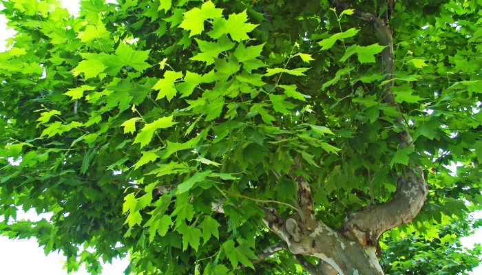 A large sycamore tree in full leaf viewed from below.
