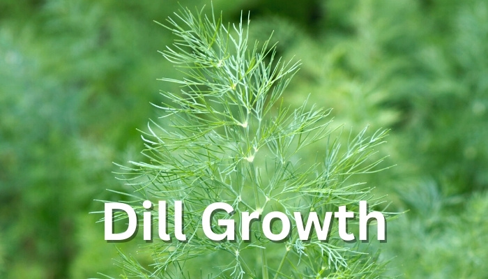 The tip of a dill stalk with the words Dill Growth.