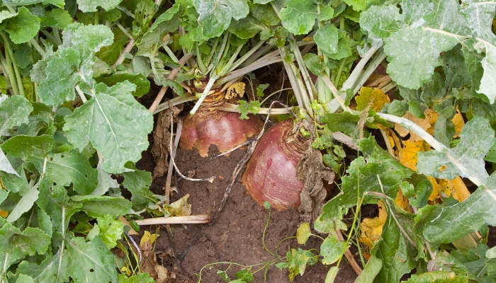 Two rutabagas sticking out of the soil awaiting harvest.