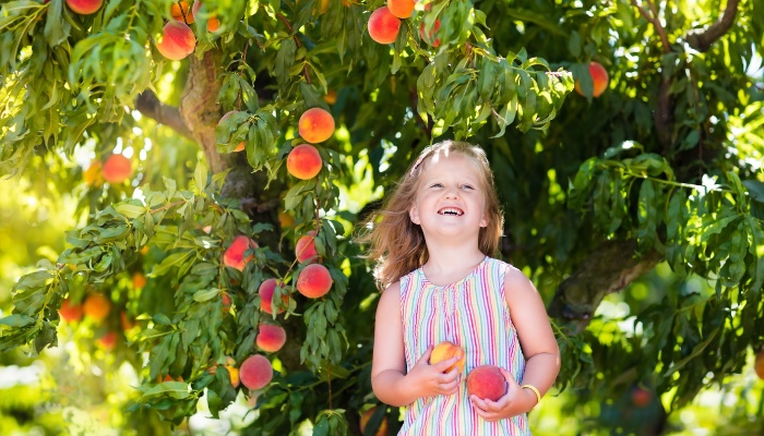 A young girl picking fresh peaches from a mature tree.