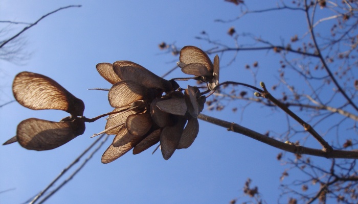A branch of a birch tree with winged seeds or nuts.