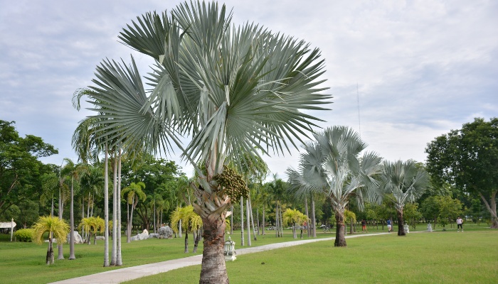 A Bismarck palm tree in a public park.