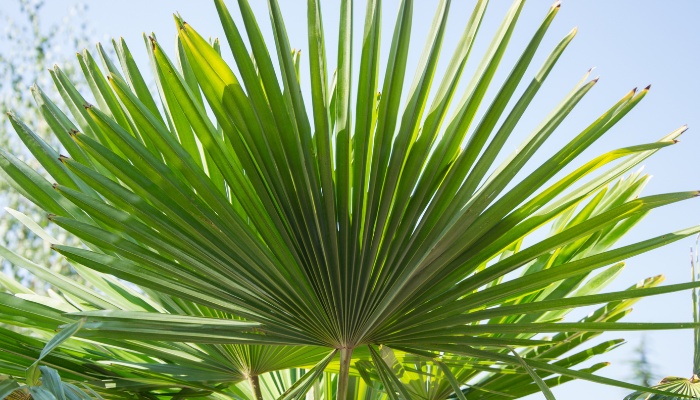 The upper leaves of a dwarf palmetto tree.
