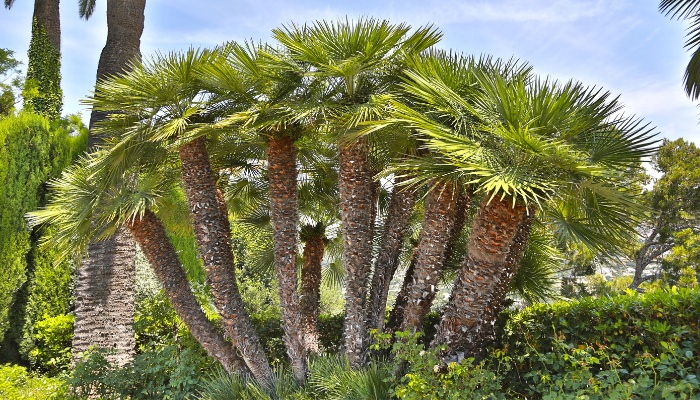 European fan palm trees in tropical setting.