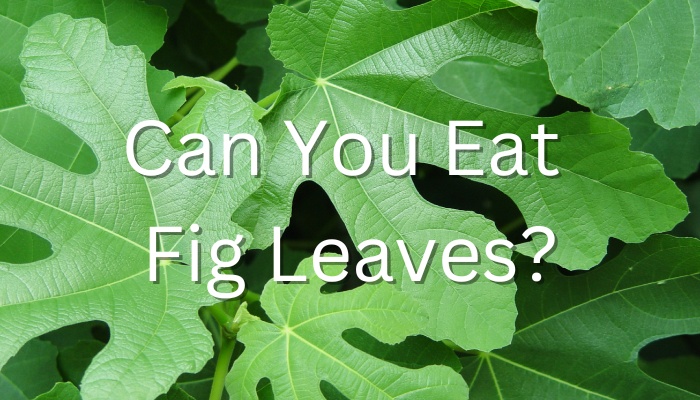 Fig leaves with the words Can You Eat Fig Leaves?