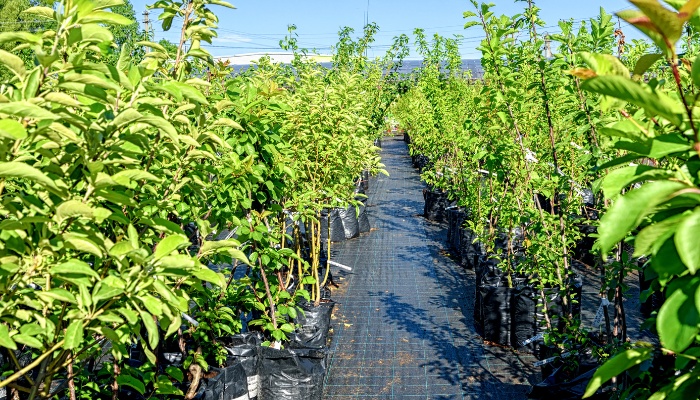 Rows of fruit trees for sale at a garden center.
