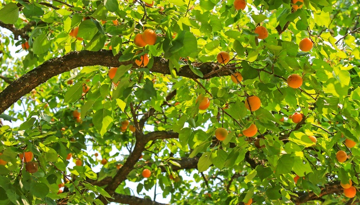 A mature apricot tree loaded with fruits as viewed from below.