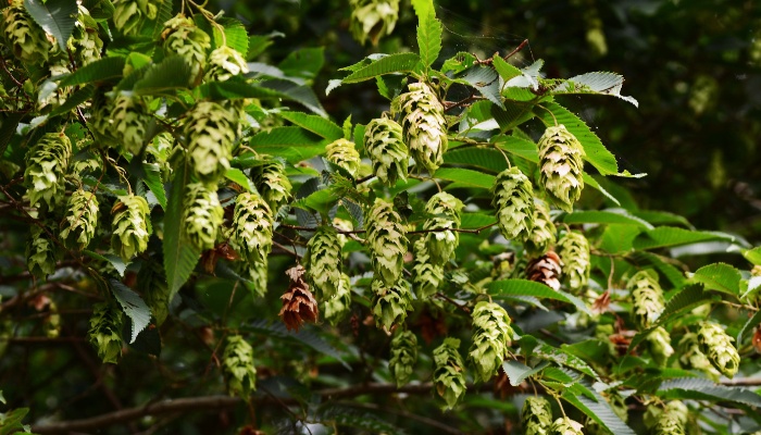 A branch of a hornbeam tree with developing fruits.