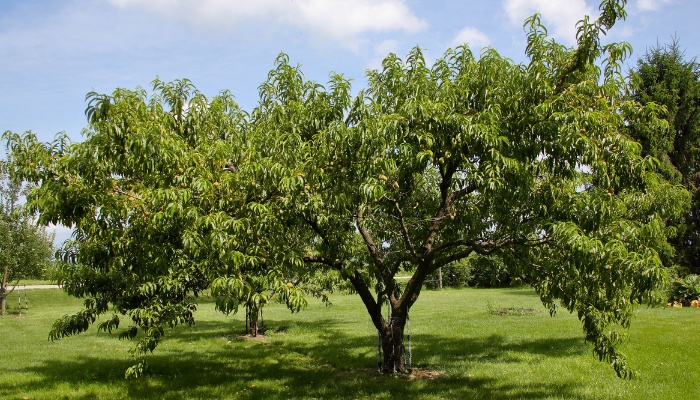 A large peach tree in a backyard on a summer day.