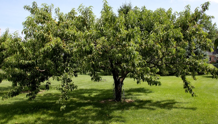 A large, mature peach tree in summertime.
