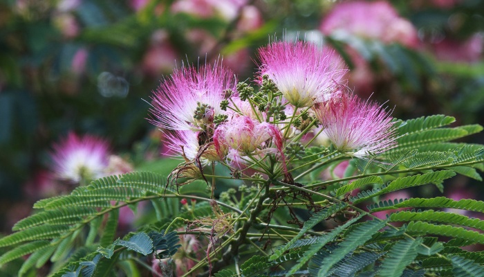A mimosa tree blooming with pink fan-like flowers.