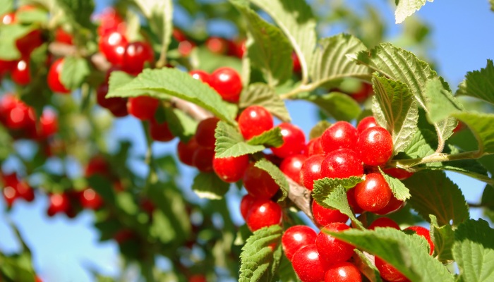 Loads of cherries on a Nanking cherry bush.