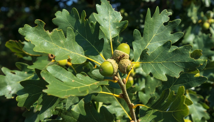 An oak tree branch with acorns.