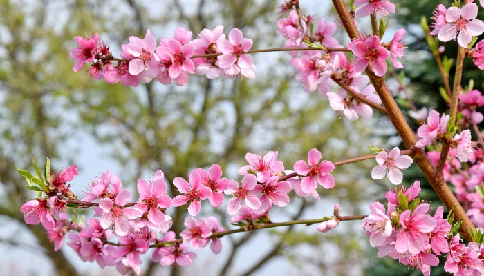 A close look at several branches of a peach tree in full bloom.