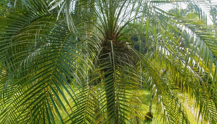 A young Pygmy date palm tree up close.