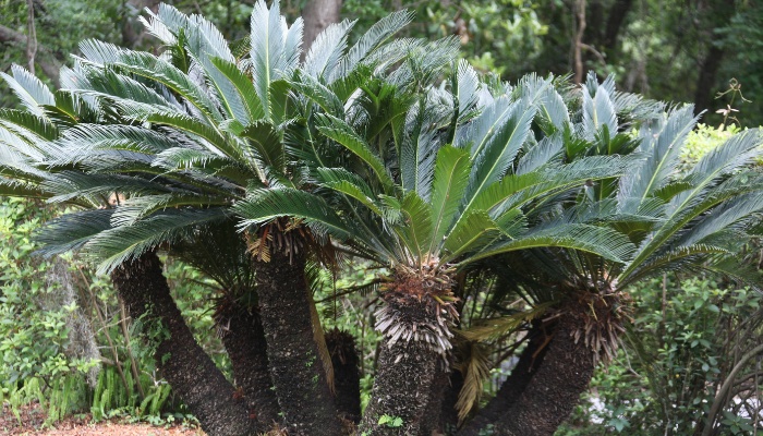 A group of Sago palm trees.