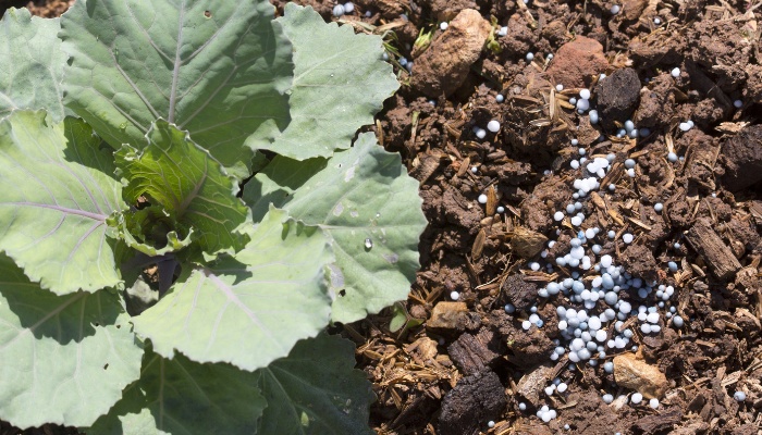 A side dressing of granular fertilizer applied beside leafy greens in a home garden.