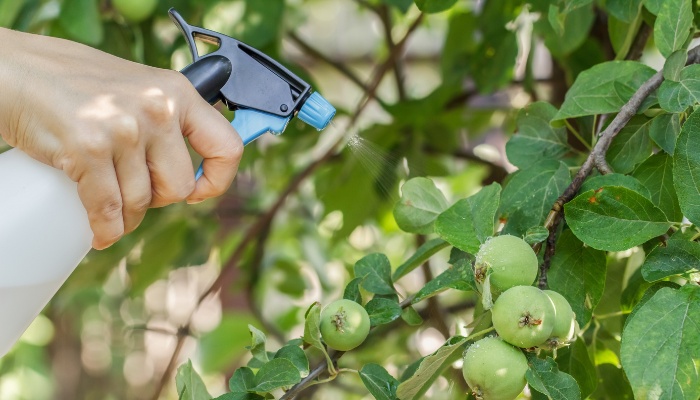 A person using a spray bottle to apply pesticides to an apple tree with apples growing.