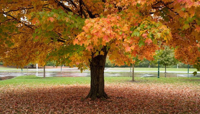 A large sugar maple tree in fall making a carpet of dropped leaves.