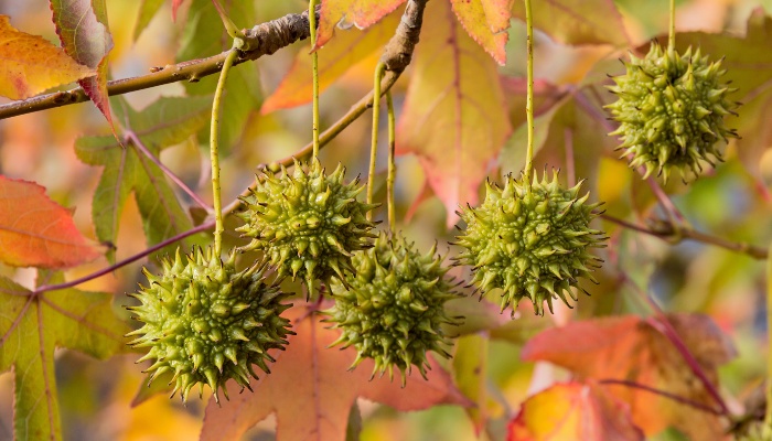 Immature spiny balls of the sweet gum tree.