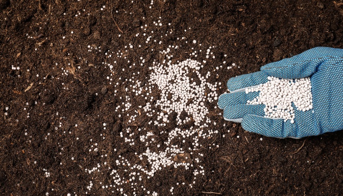A woman wearing gloves adding granular fertilizer to bare soil before planting.