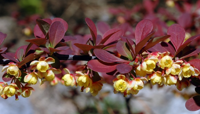 A branch of Rose Glow barberry with small white  flowers.