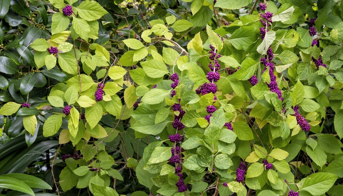 An American beautyberry bush with developing fruits.