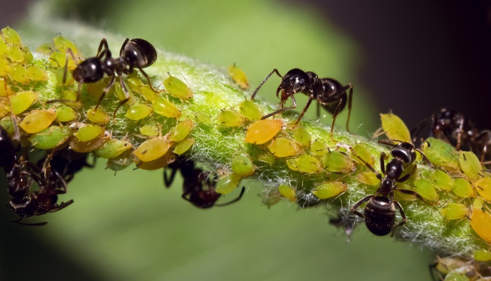 Ants farming aphids on a plant stem.