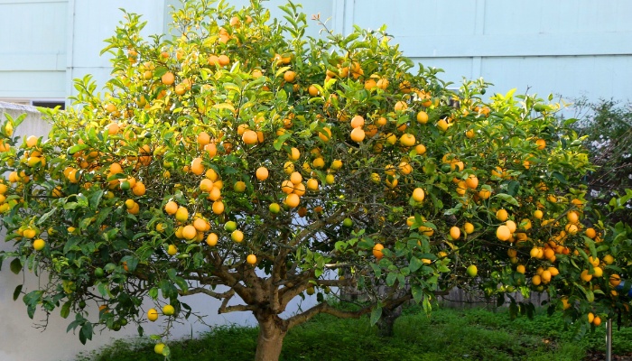 A small lemon tree in a backyard corner loaded with fruit.