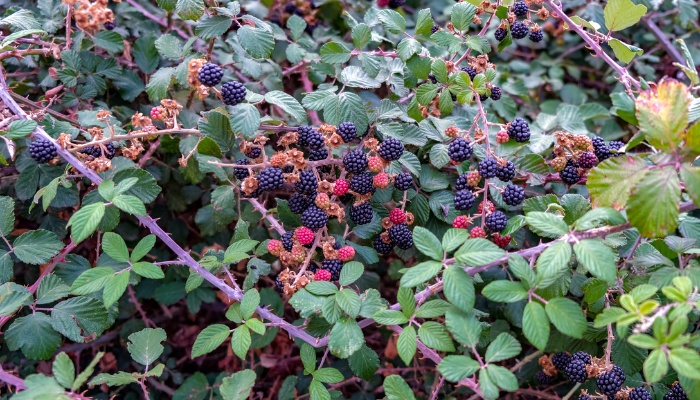 Dense blackberry bushes full of fruit in various stages of ripeness.