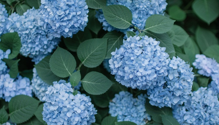 Blue hydrangea flowers on a healthy shrub.